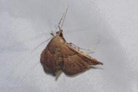 Endotricha flammealis