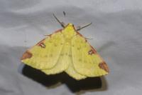Opisthograptis luteolata