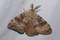 Lymantria dispar