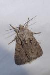 Acronicta tridens