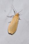 Wittia sororcula