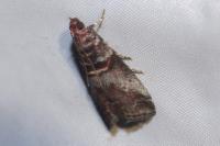 Acrobasis advenella