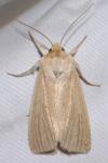 Mythimna pallens