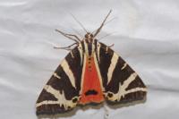 Euplagia quadripunctaria