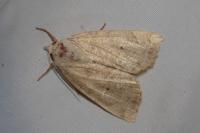 Cosmia trapezina