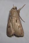 Agrotis exclamationis
