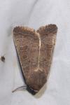 Hoplodrina ambigua