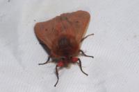 Phragmatobia fuliginosa