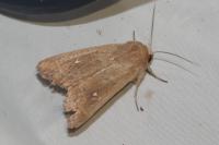 Mythimna ferrago
