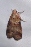 Acrobasis tumidana