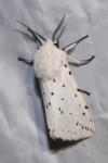 Spilosoma lubricipeda