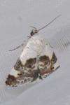 Acontia lucida