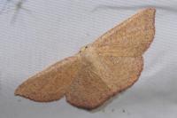 Cyclophora ruficiliaria