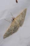 Patania ruralis