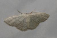 Idaea subsericeata