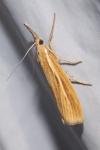 Agriphila tristella
