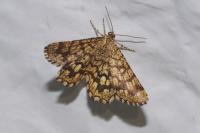 Chiasmia clathrata