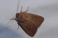 Mythimna albipuncta