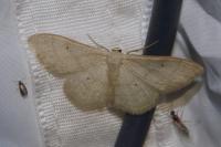 Idaea straminata