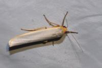 Eilema caniola