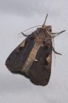 Xestia c-nigrum