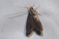 Eurodachtha siculella