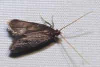 Eurodachtha siculella