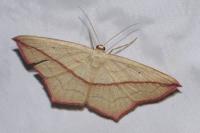 Timandra comae