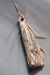 Catoptria falsella