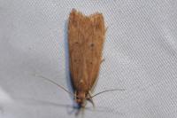 Helcystogramma lutatella