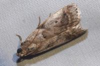 Acrobasis fallouella