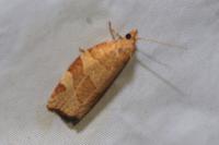 Pandemis cerasana
