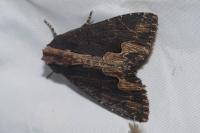 Dypterygia scabriuscula