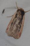 Ochropleura leucogaster