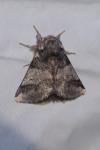 Thaumetopoea processionea