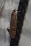 Nomophila noctuella