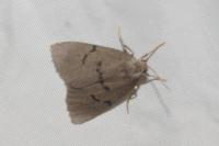 Apaidia mesogona