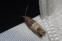 Spilonota ocellana