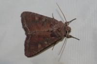Lacanobia oleracea