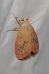 Miltochrista miniata