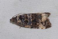 Endothenia gentianaeana/marginana/oblongana