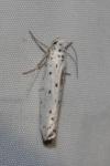 Yponomeuta