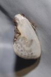 Cilix glaucata