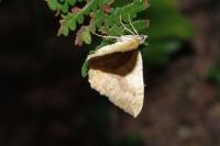 Camptogramma bilineata