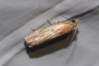Eucosma cana