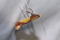 Caloptilia alchimiella