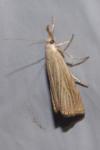 Chrysoteuchia culmella