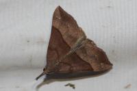 Hypena proboscidalis