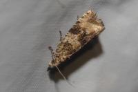 Celypha lacunana