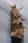 Celypha lacunana